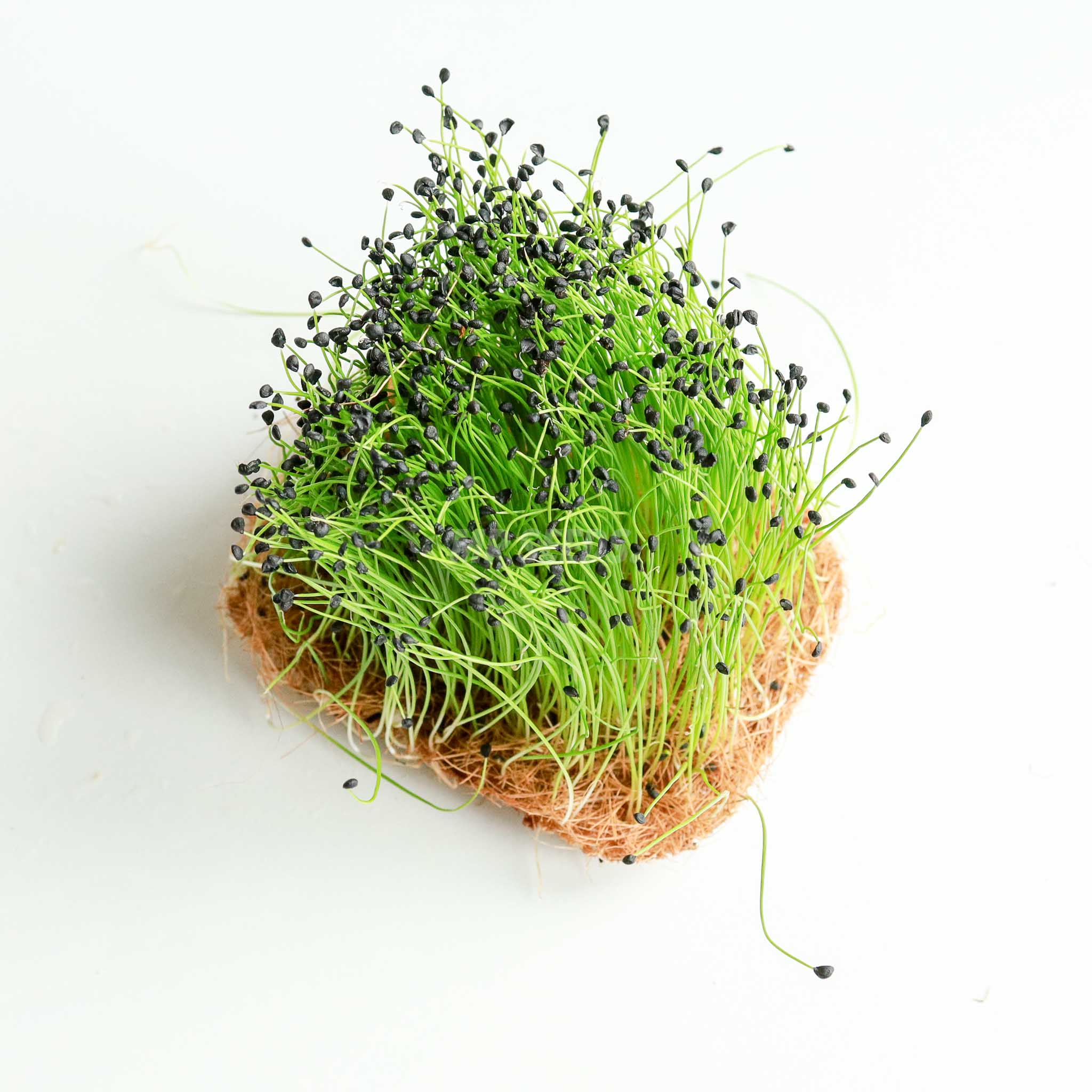 Beliebte Arten von microgreens Samen