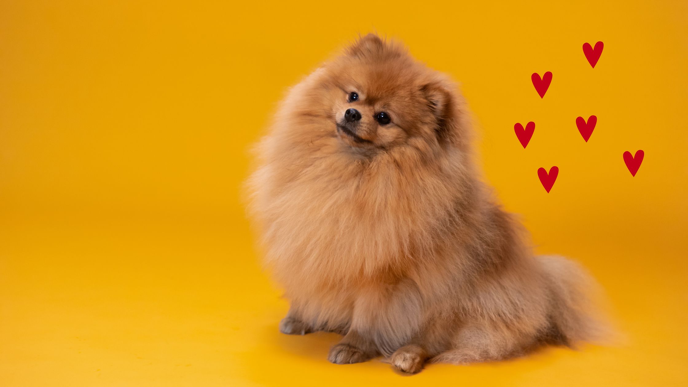 Ist es schwierig, einen pommerschen Zwergspitz zu pflegen?